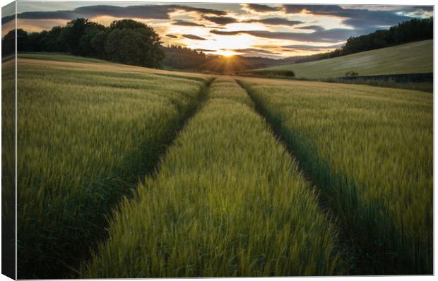 Barley Sunset Canvas Print by Willie Cowie
