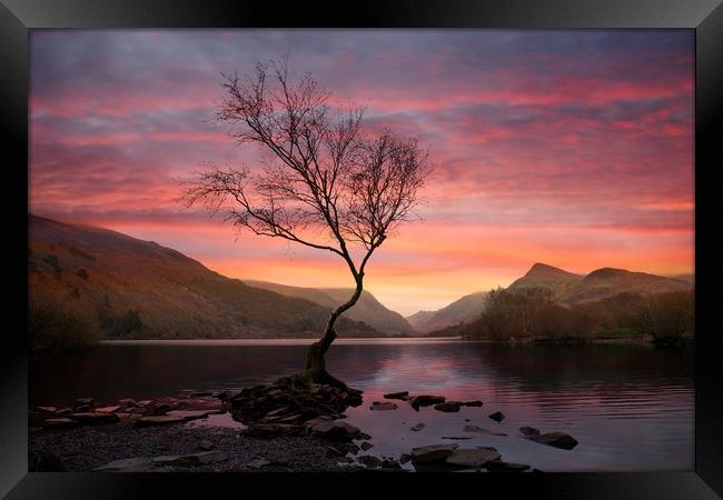 Lone tree at Sunrise Framed Print by JC studios LRPS ARPS