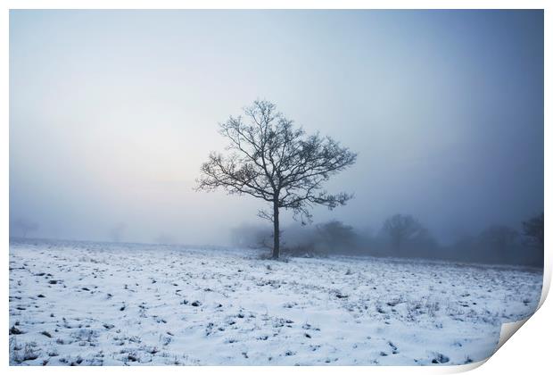 Lone Tree in Winter Print by Graham Custance