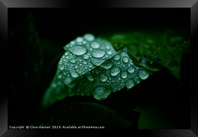 Nature's Jewels I Framed Print by Hannan Images
