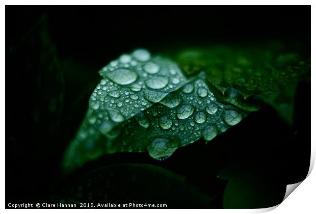 Nature's Jewels I Print by Hannan Images