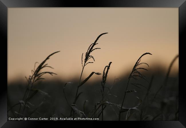 Maize at sunset Framed Print by Connor Carter