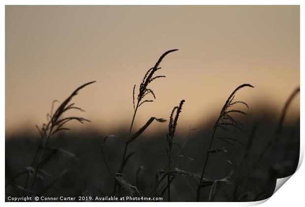 Maize at sunset Print by Connor Carter