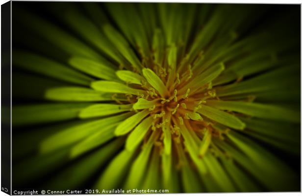 Dandelion close up Canvas Print by Connor Carter