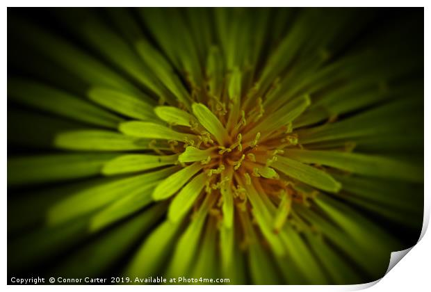 Dandelion close up Print by Connor Carter