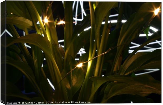 Light painting behind plants Canvas Print by Connor Carter