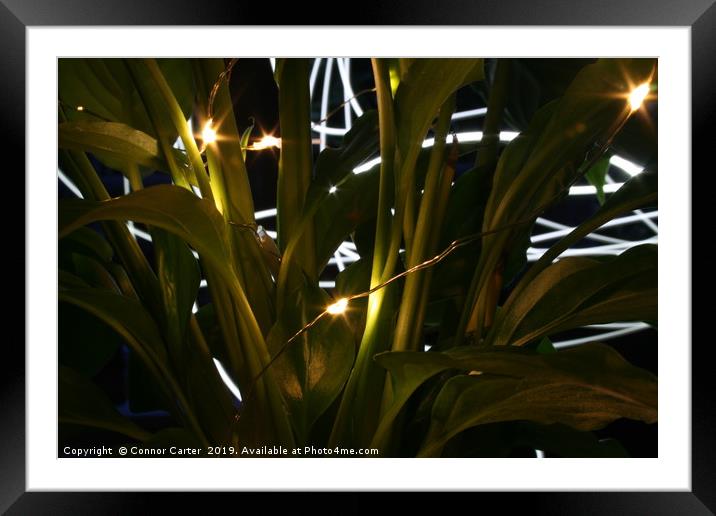 Light painting behind plants Framed Mounted Print by Connor Carter