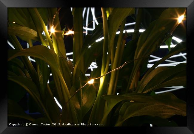 Light painting behind plants Framed Print by Connor Carter