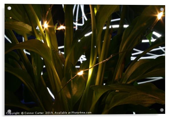 Light painting behind plants Acrylic by Connor Carter