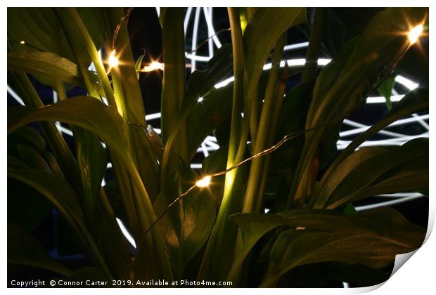 Light painting behind plants Print by Connor Carter
