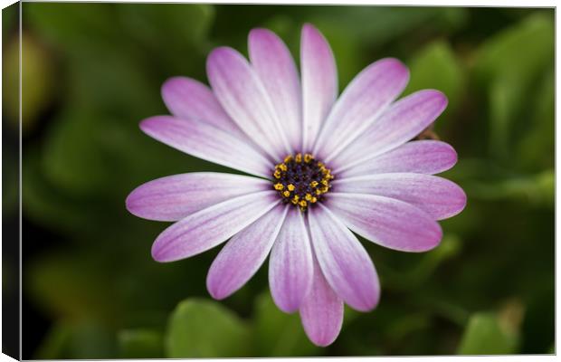Pink Daisy Canvas Print by James Daniel