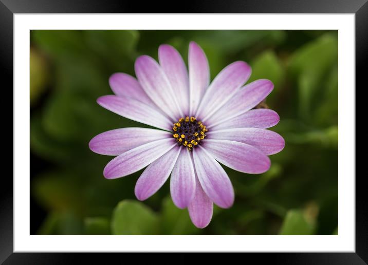 Pink Daisy Framed Mounted Print by James Daniel