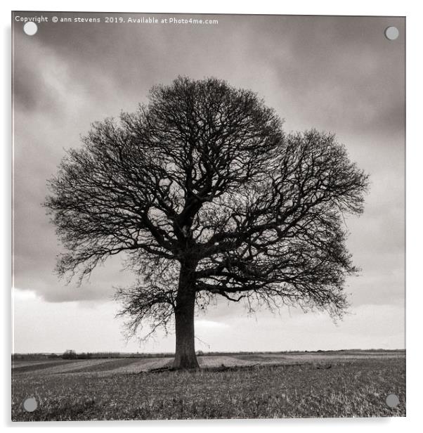 Lone Oak Tree  Acrylic by ann stevens