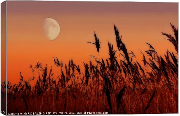 Moon over Reeds Canvas Print by ROS RIDLEY