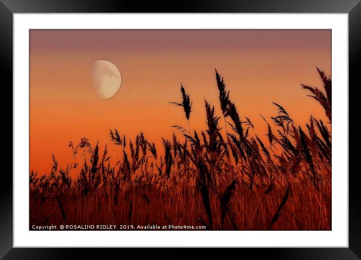 Moon over Reeds Framed Mounted Print by ROS RIDLEY