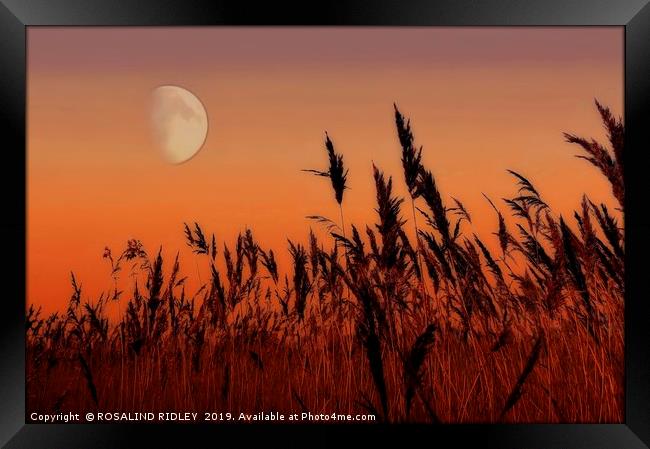 Moon over Reeds Framed Print by ROS RIDLEY