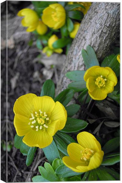 woodland walk Canvas Print by Heather Newton