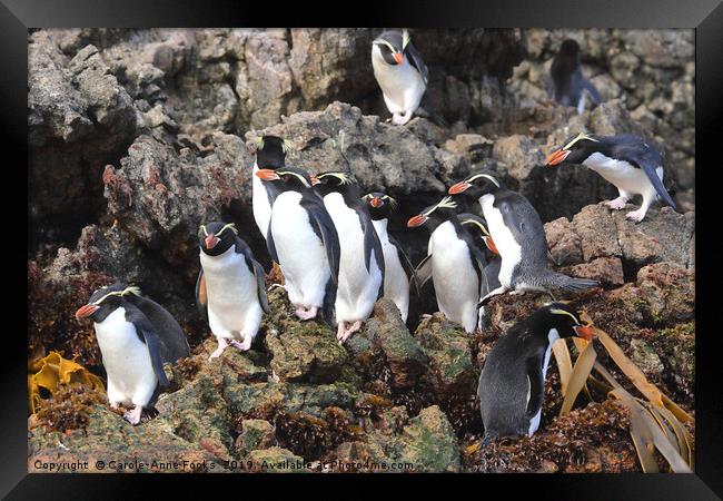 Snares Crested Penguins   Framed Print by Carole-Anne Fooks