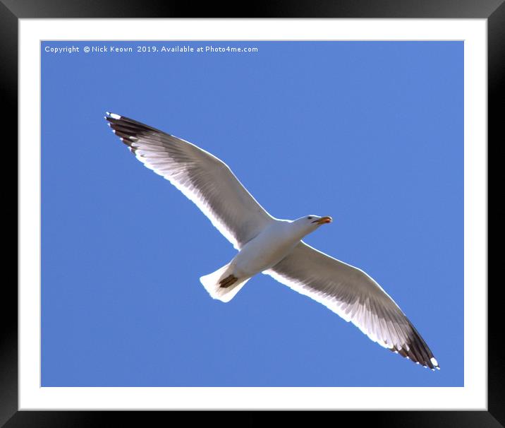 Seagull taken over the Bay of Cadiz Framed Mounted Print by Nick Keown