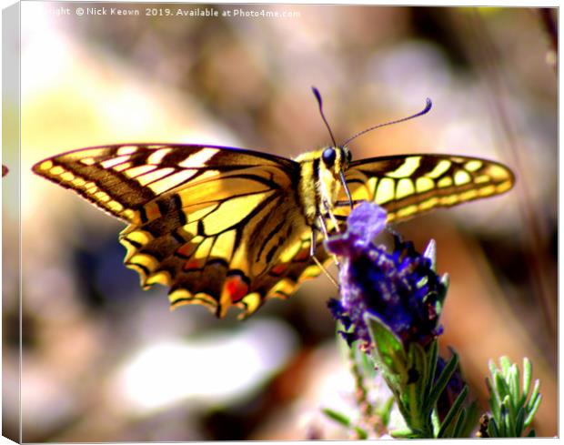 Swallow Tail Butterfly Canvas Print by Nick Keown
