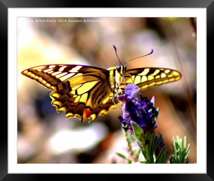 Swallow Tail Butterfly Framed Mounted Print by Nick Keown