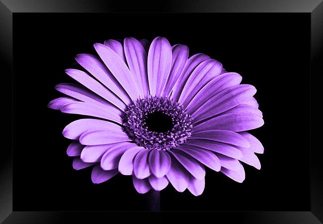 Purple Gerbera Flower Framed Print by Anthony Michael 