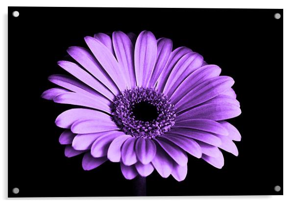 Purple Gerbera Flower Acrylic by Anthony Michael 