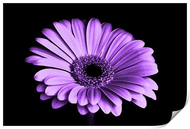 Purple Gerbera Flower Print by Anthony Michael 