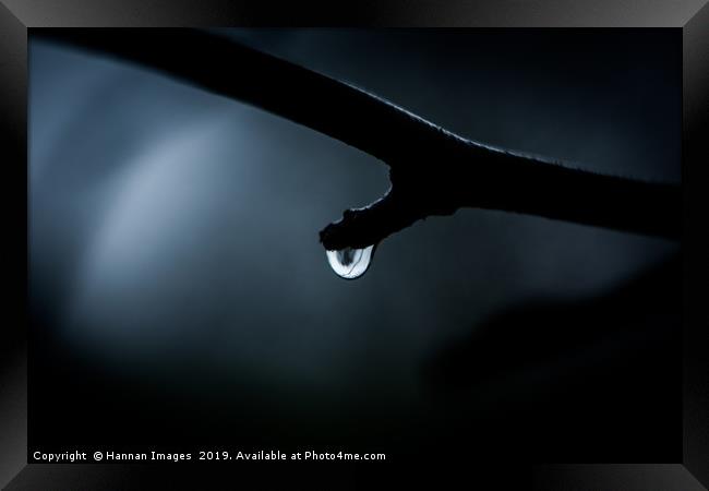 Rain Drop in the darkness Framed Print by Hannan Images