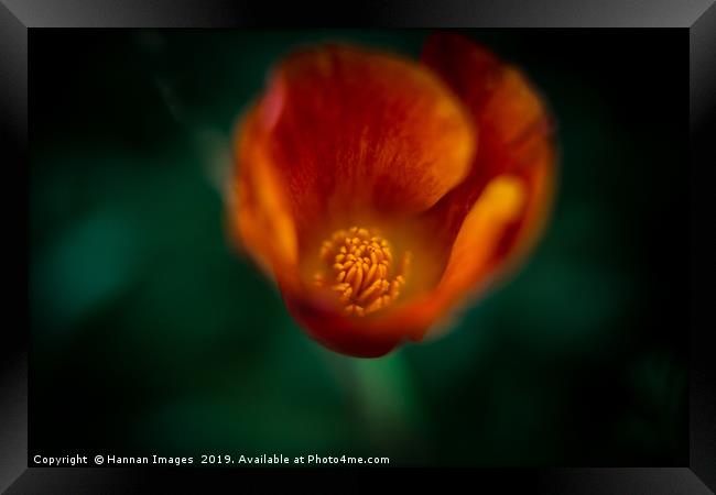Burnt orange Poppy Framed Print by Hannan Images