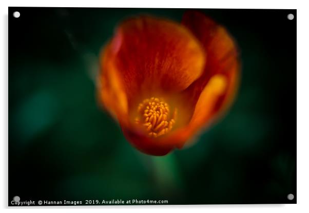 Burnt orange Poppy Acrylic by Hannan Images