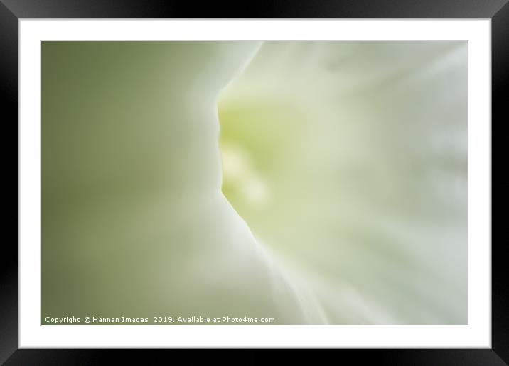 Soft white flower Framed Mounted Print by Hannan Images