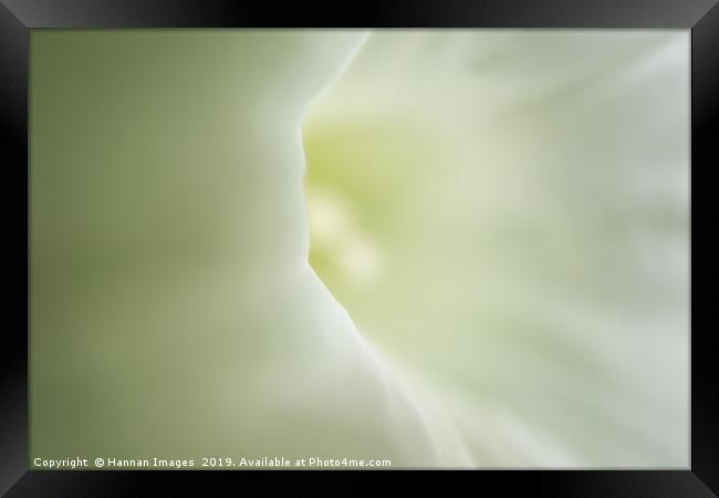 Soft white flower Framed Print by Hannan Images