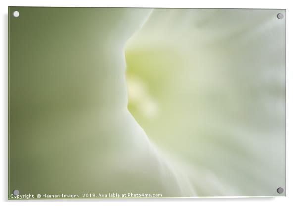 Soft white flower Acrylic by Hannan Images
