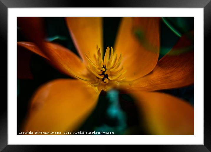Orange California Poppy  Framed Mounted Print by Hannan Images