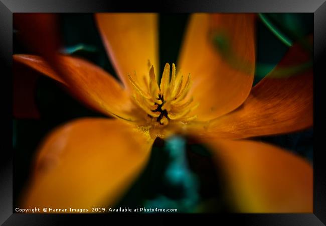 Orange California Poppy  Framed Print by Hannan Images
