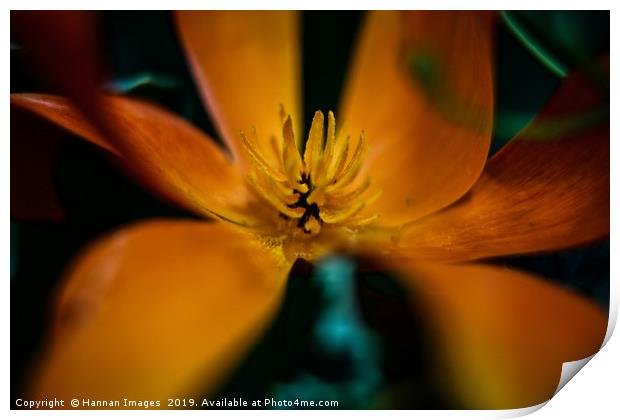 Orange California Poppy  Print by Hannan Images