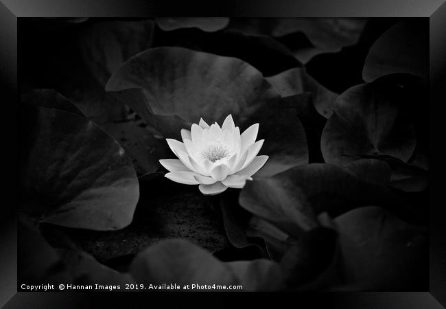 Water Lily Black and White Framed Print by Hannan Images