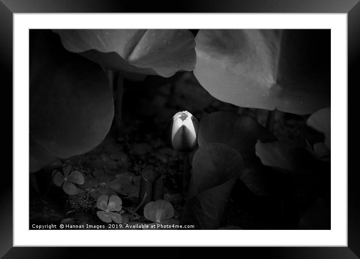 Closed water lily Black and White Framed Mounted Print by Hannan Images