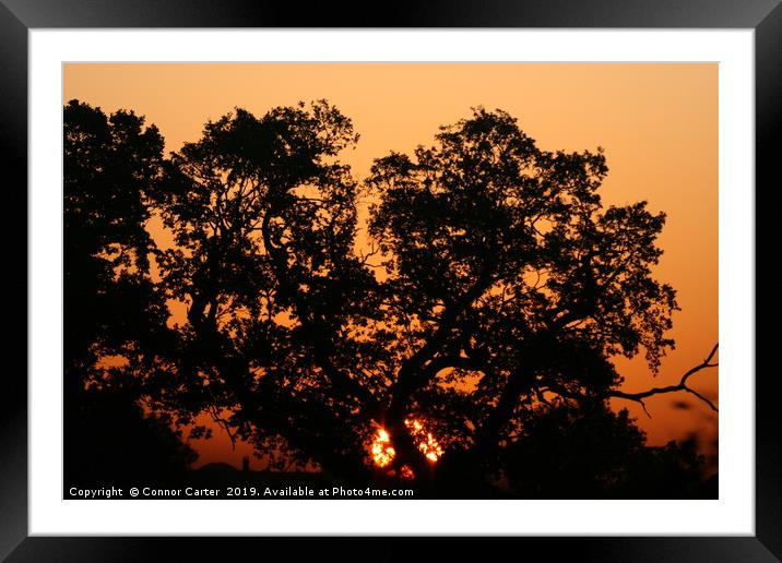 Sun rising behind the trees Framed Mounted Print by Connor Carter