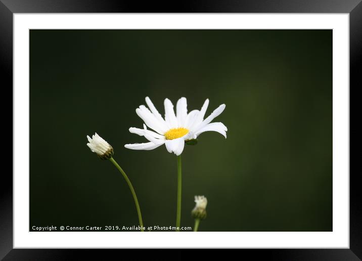 Daisy in the green Framed Mounted Print by Connor Carter