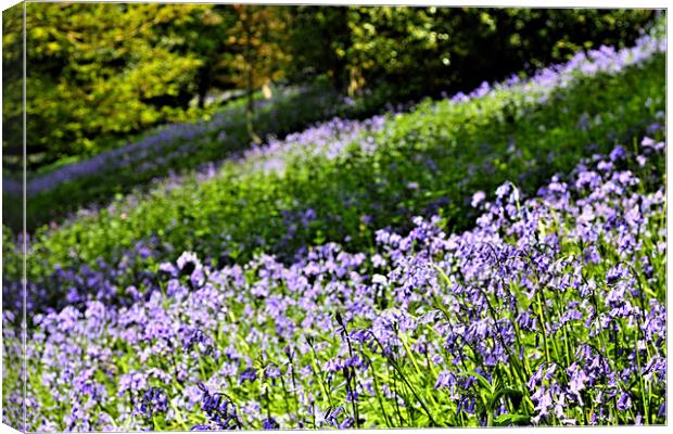 A Carpet of English Bluebells, Kent UK Canvas Print by Dawn O'Connor