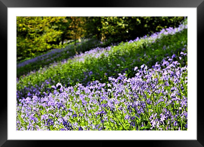A Carpet of English Bluebells, Kent UK Framed Mounted Print by Dawn O'Connor