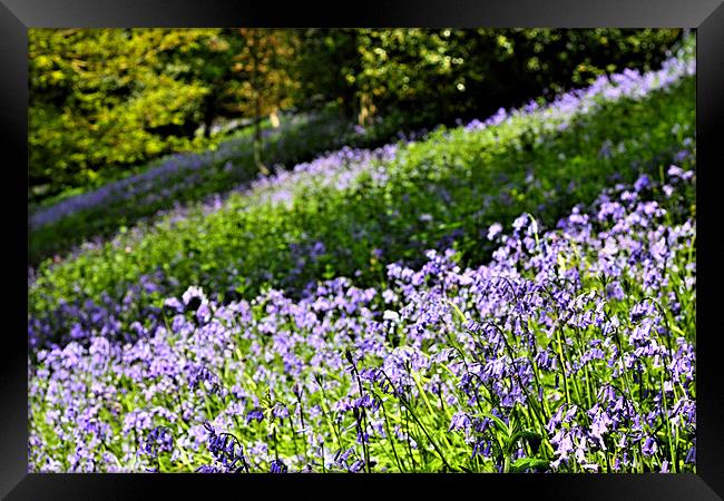 A Carpet of English Bluebells, Kent UK Framed Print by Dawn O'Connor