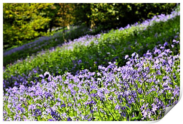 A Carpet of English Bluebells, Kent UK Print by Dawn O'Connor