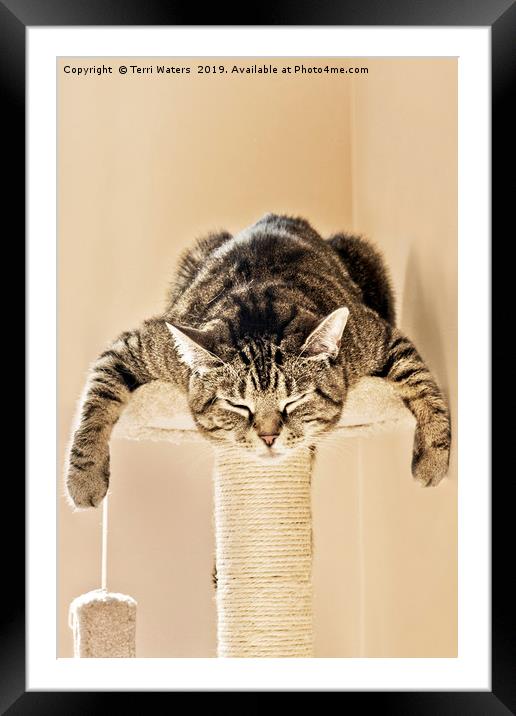 Sleeping Splat Cat Framed Mounted Print by Terri Waters