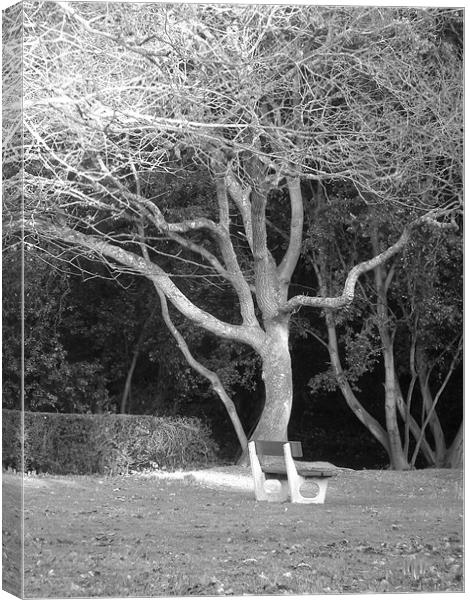 Bench under spooky tree Canvas Print by kelly Draper