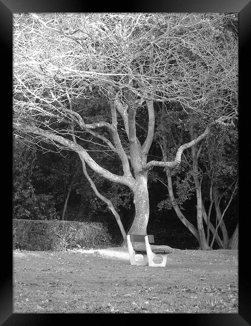 Bench under spooky tree Framed Print by kelly Draper