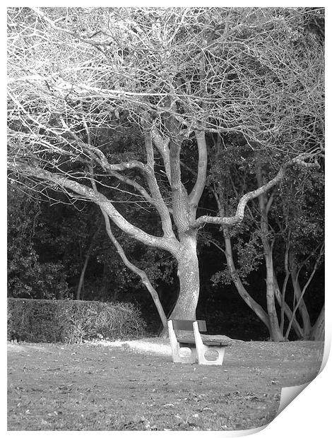Bench under spooky tree Print by kelly Draper