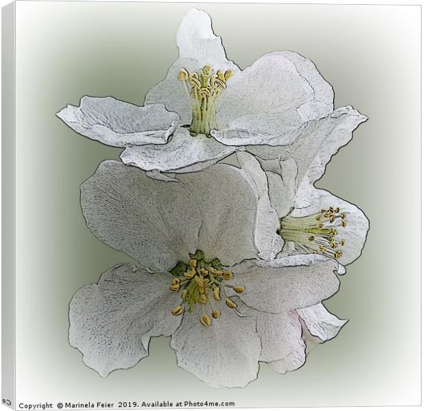 three white flowers Canvas Print by Marinela Feier